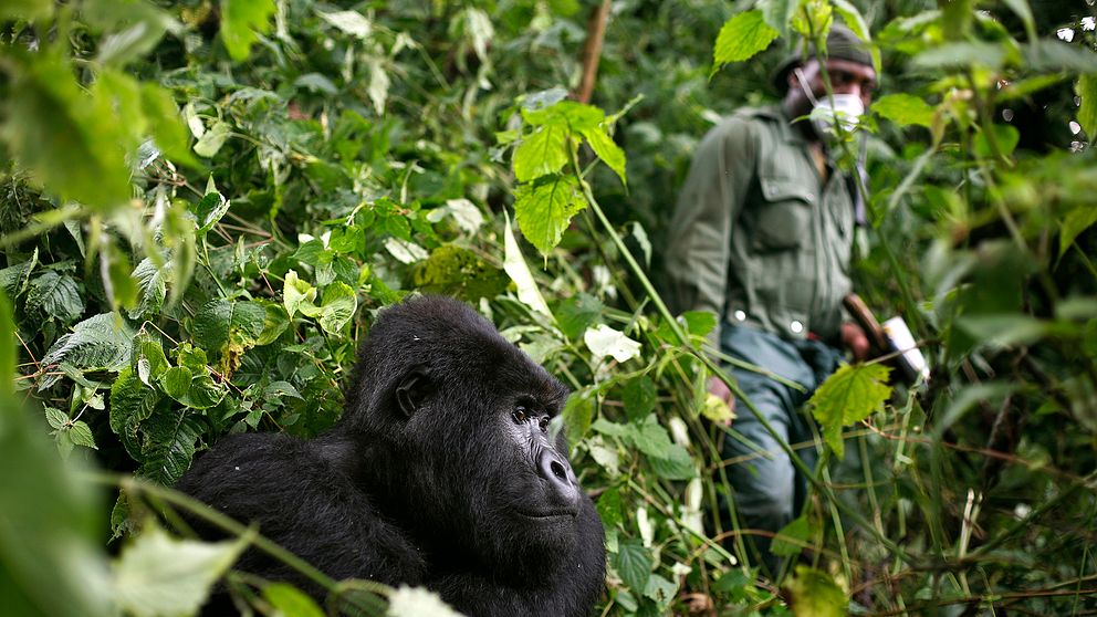 En parkvakt passerar en bergsgorilla i nationalparken Virunga i Kongo-Kinshasa. Bilden har dock ingenting med den dödliga attacken att göra. Arkivbild.