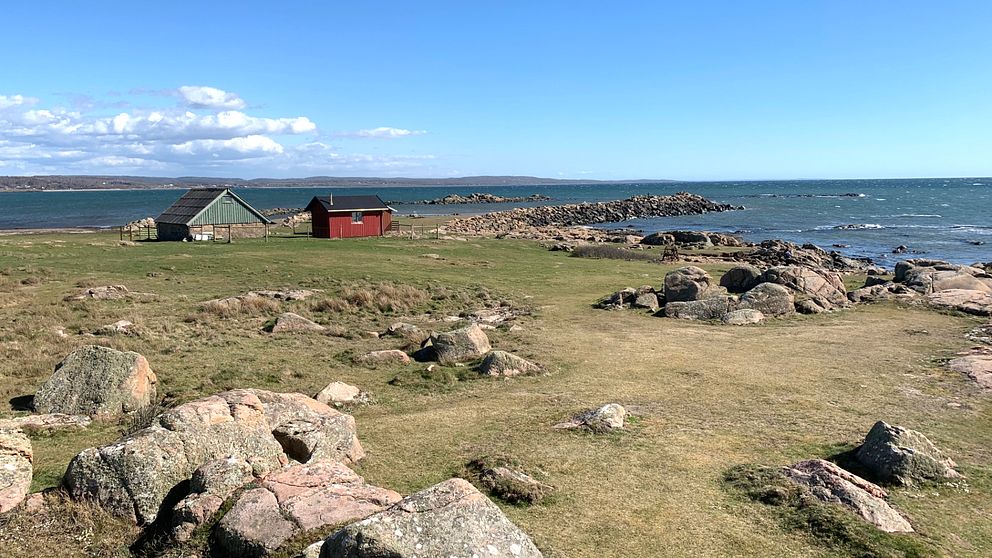 Naturreservatet Grimsholmen i Falkenbergs kommun.
