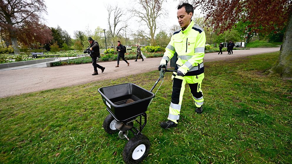 Lunds kommunalråd Philip Sandberg gödslar gräsmattor med hönsgödsel i Lunds Stadspark, som är avstängd under valborgsmässoafton.