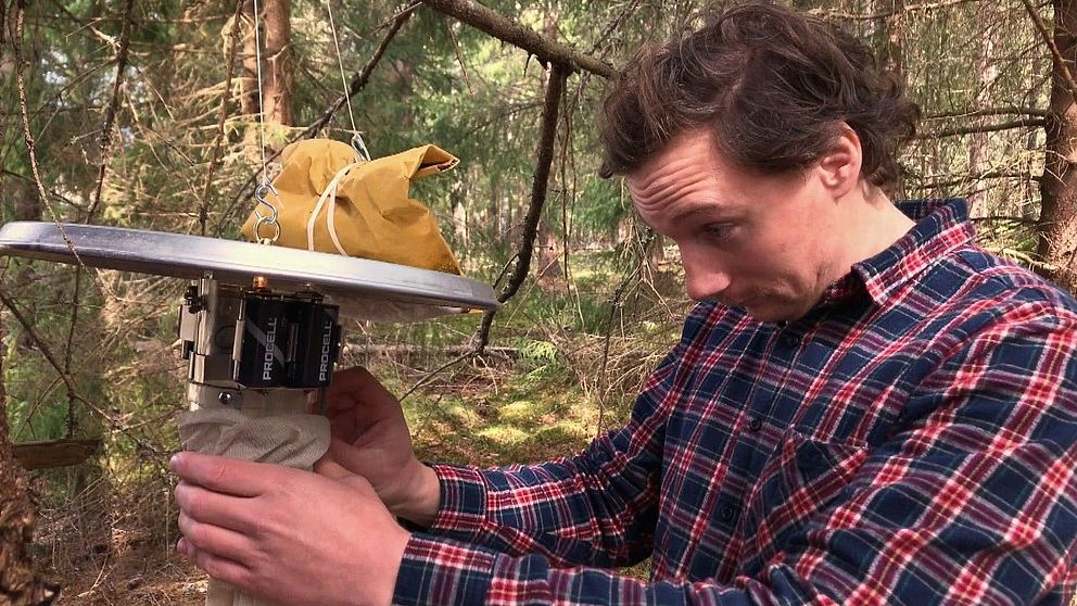Följ med bekämpningstekniker Hugo Widmark ut i skogen för att räkna myggor.