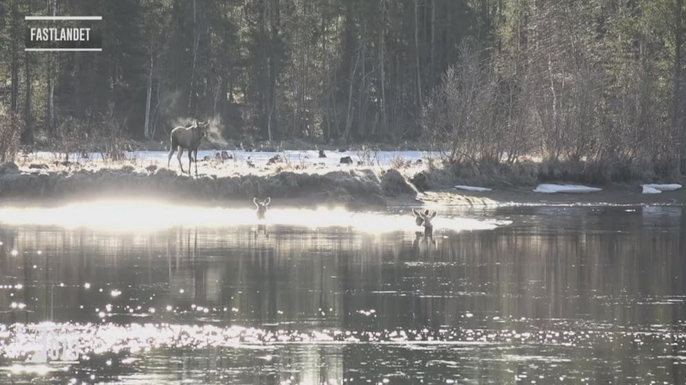 Älgar i solsken