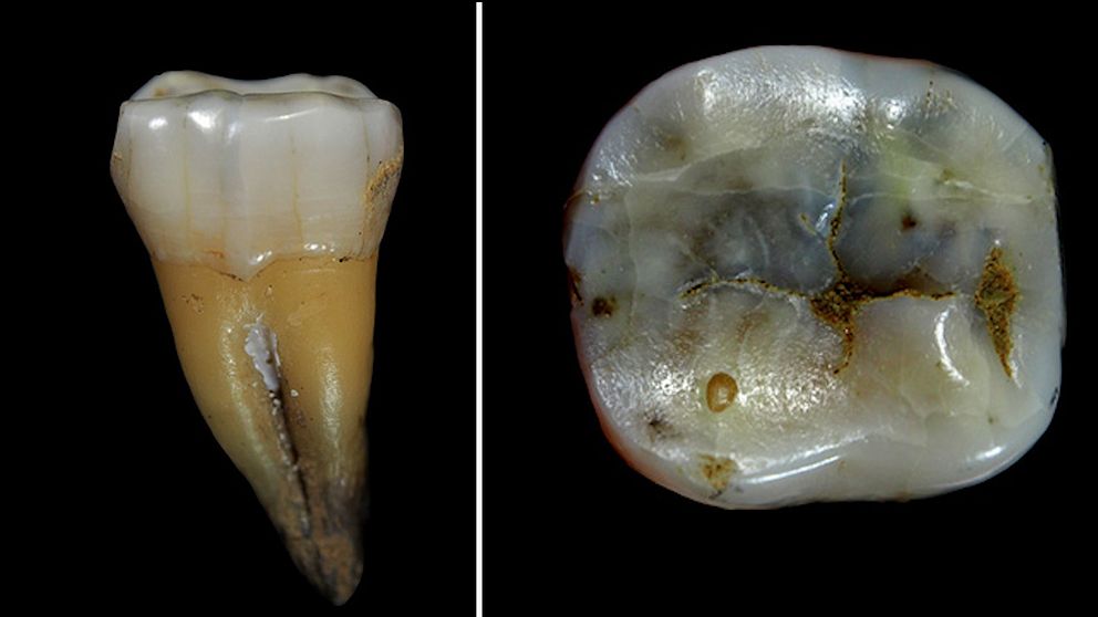 En 46 000 år gammal tand har hittats i en grotta i Bulgarien.