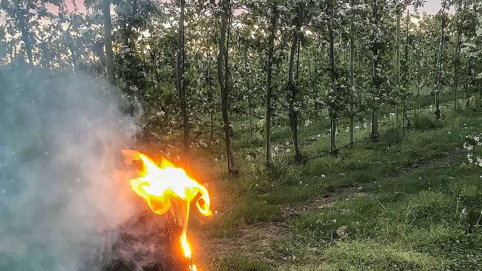 Halmbalar eldas på Solnäs gård i Fjelie utanför Lund för att skydda åppleodlingen från frost.