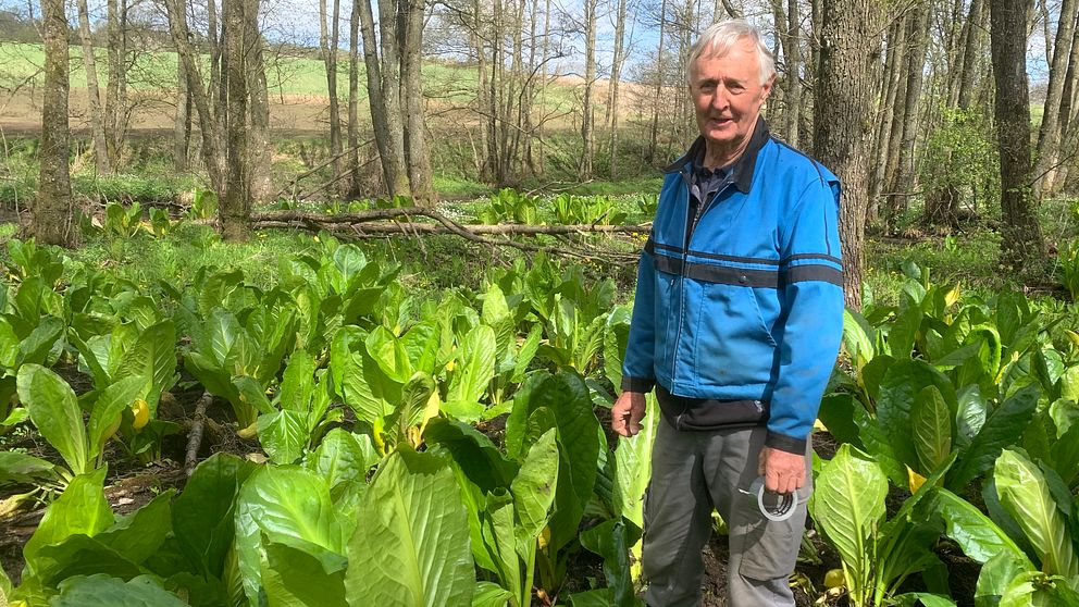 Iwe Axelsson har bott vid Vinån i Falkenberg sedan 80-talet. Skunkkallorna på hans mark har bara blivit fler och fler.