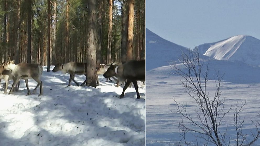 Renar som går i samlad trupp i en skog till vänster. Sedan en bild på ett vitt snötäckt fjäll med träd i förgrunden.