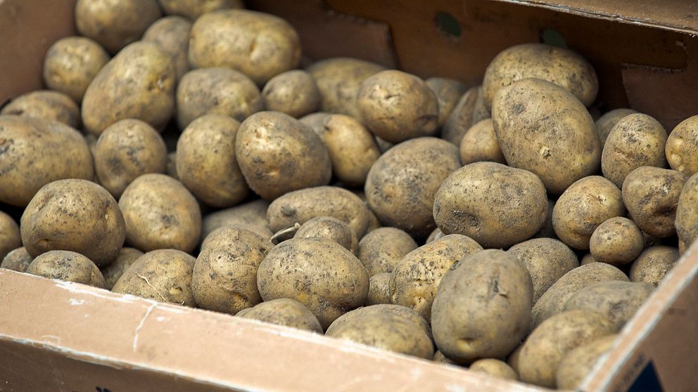Kalla nätter och frost hotar bland annat potatis, frukt och bär. Bilden visar potatis.