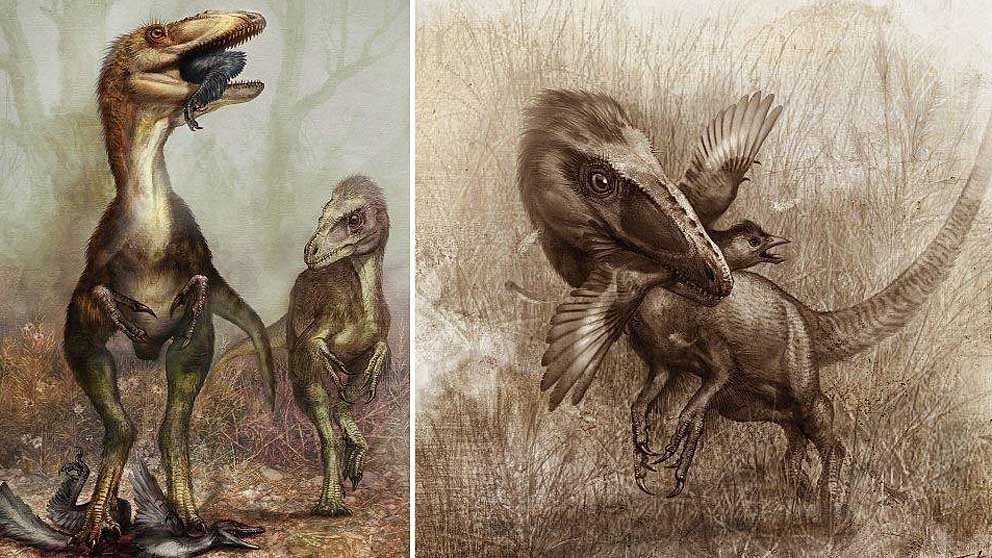 Rovdinosaurien Sinocalliopteryx jagade mindre rovdinosaurier och primitiva fåglar.