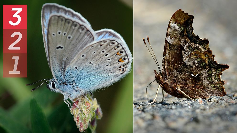 Bild på Silverblåvinge och Vinbärsfuks – två fjärilar som rört sig långt norrut