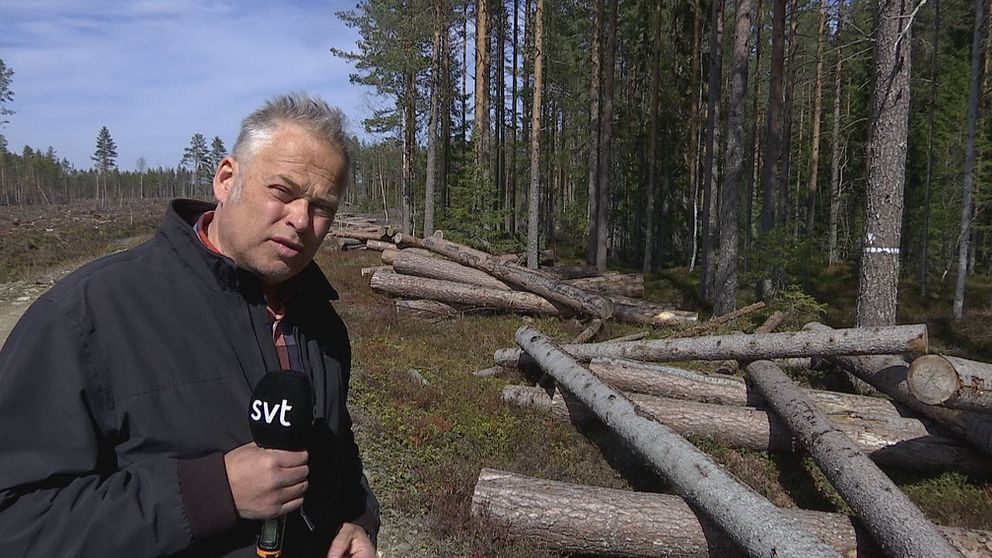 Reporter Berno Jonsson på plats vid Bäcksjön i Umeå kommun. Står framför det avverkade timret som nu tagits tillbaka till Bäcksjön.