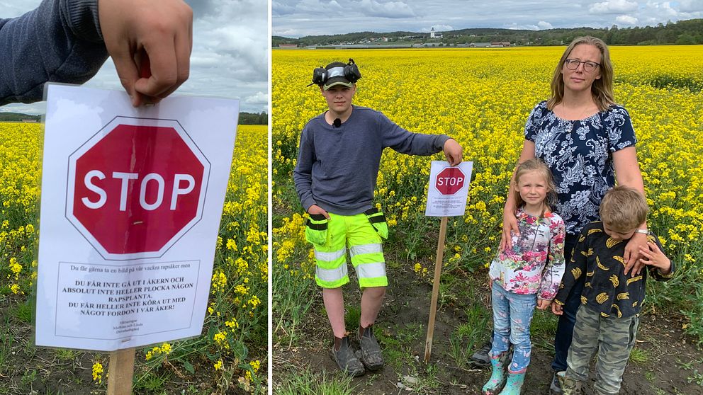 Familjen Eriksson (mamma Linda och barnen John, Alva och Nils) har sin gård i Fjärås, Kungsbacka kommun. De har placerat ut flera stoppskyltar kring det angränsande rapsfältet.