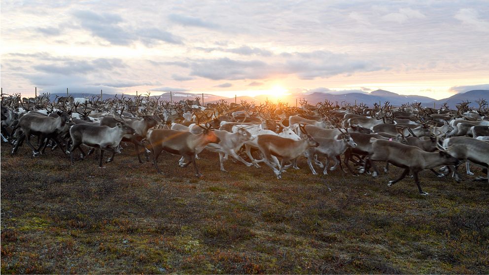 Renar i solnedgång.