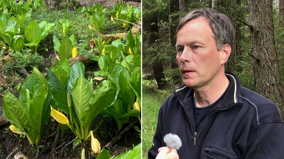 Gul skunkkalla är en av de invasiva arter i Värmland som måste utrotas, berättar naturvårdshandläggaren Dan Mangsbo. Hör mer i klippet ovan.