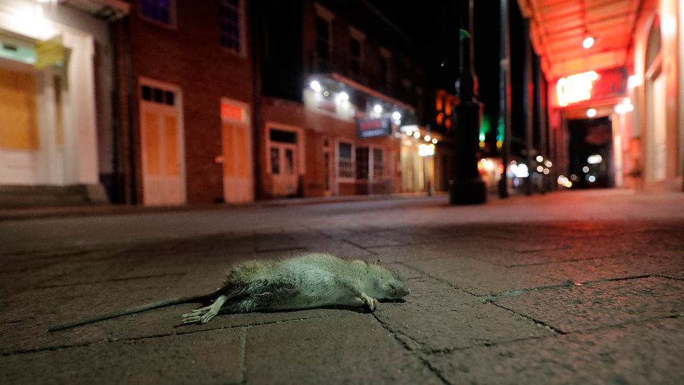 En död råtta.