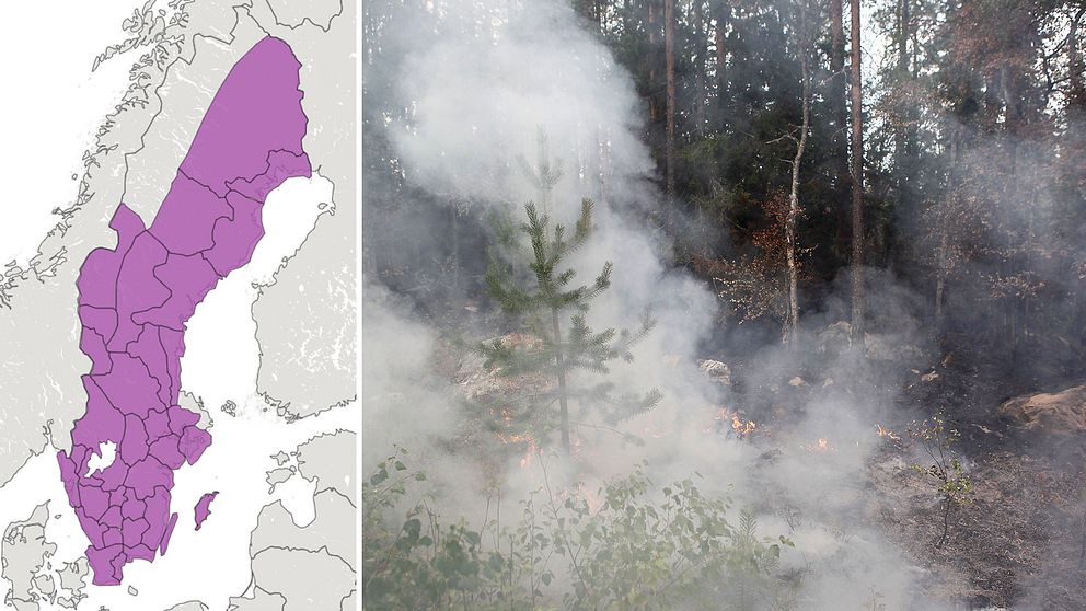 SMHI:s varningskarta visar att det är förhöjd skogs- och gräsbrandrisk i stora delar av landet (de lilafärgade områdena).