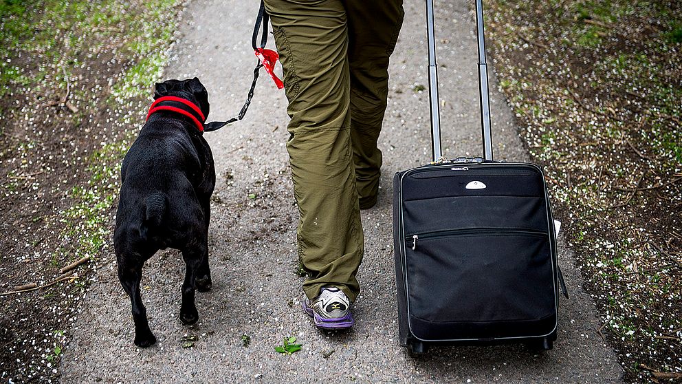 En svart hund går bredvid en person i gröna byxor som drar en reseväska.