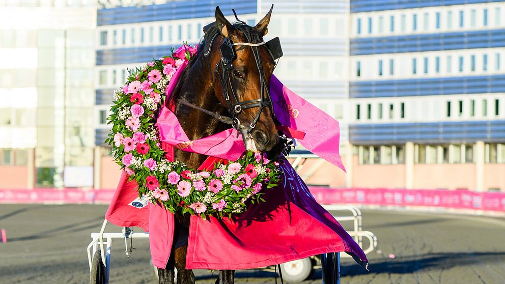 Hästen Propulsion efter vinsten i Elitloppet.