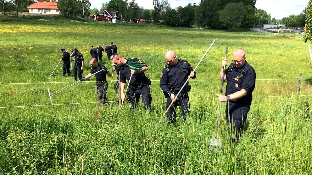 Ett tiotal poliser utrustade med räfsor letar efter föremål i en äng med högt gräs