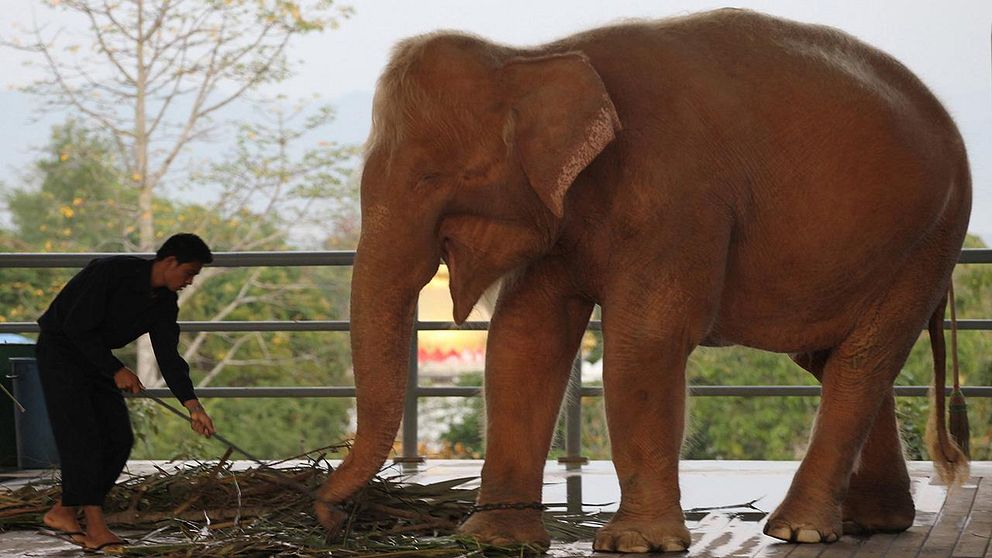 Sammanlagt nio vita elefanter finns nu i fångenskap i Burma