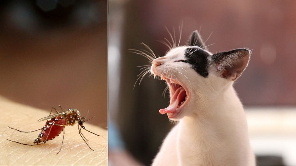 Gulafebermygga (Aedes aegypti) och en fräsande katt