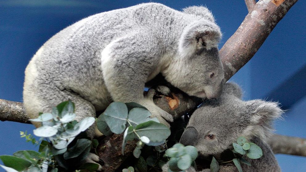 Koalor på skansen