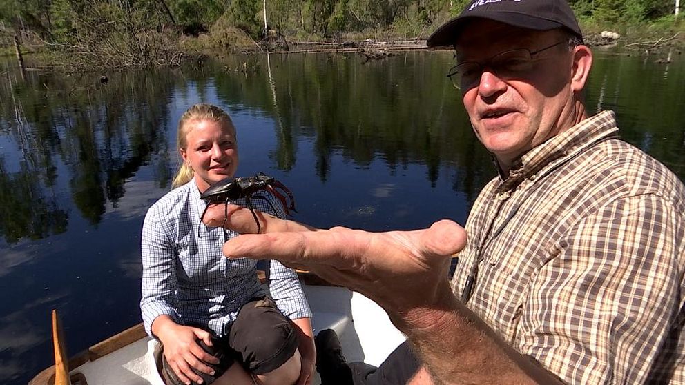 Ekoxe sitter på ett finger i förgrunden. Louise Åkerstedt och Björn från Sveaskog