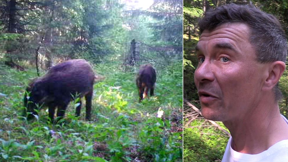 delad bild på två vildsvin i skogen, samt närbild på en man – Joel Salo