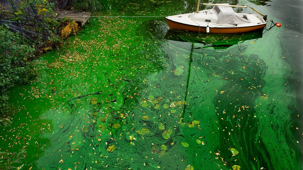 Jättemycket gröna plankton som syns i vattnet kring en båt som ligger förtöjd vid en brygga.