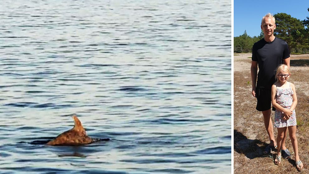Bilden är ett collage i två delar med lodrät avskiljare. Vänster del: ryggfenan på en delfin sticker upp ur vatnet. Höger del: En man och en flicka poserar utomhus.