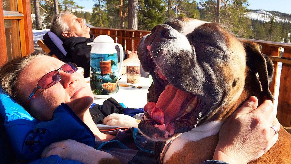 Hunden Sigurd njuter av solen, med husse och matte Gunnar Alternes och Heidi Wold.