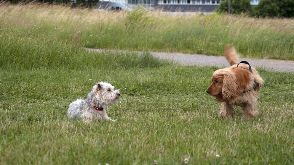 Två hundar på ett grönområde.