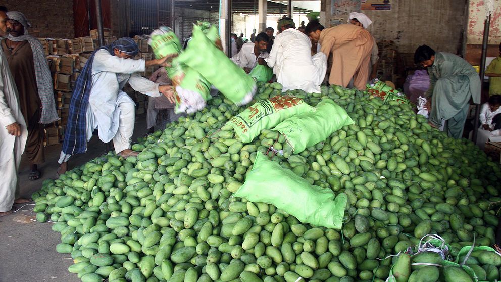 Arbetare sorterar mango på en fruktmarknade i Hyderabad, Pakistan.