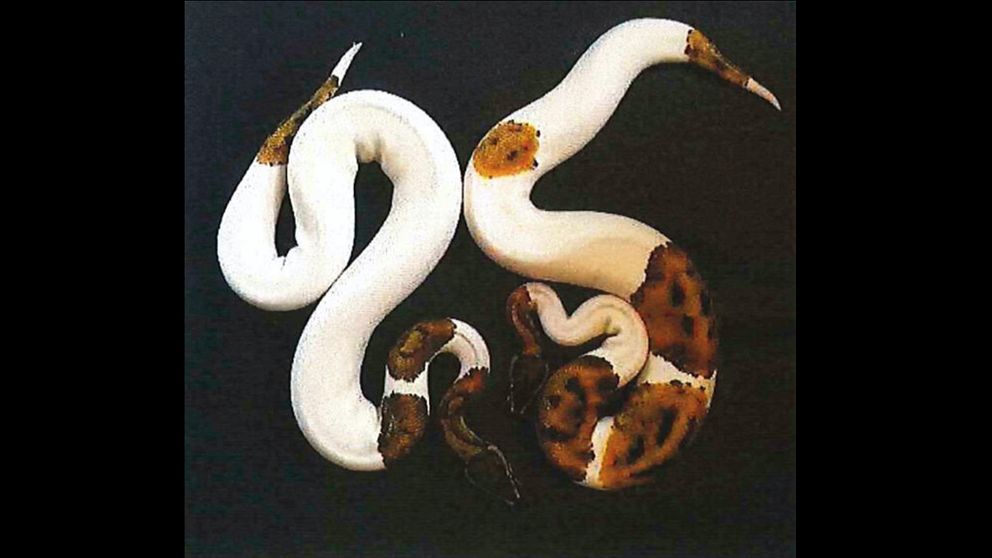 Två ganska unga exotiska ormar som delvis är vitfärgade.