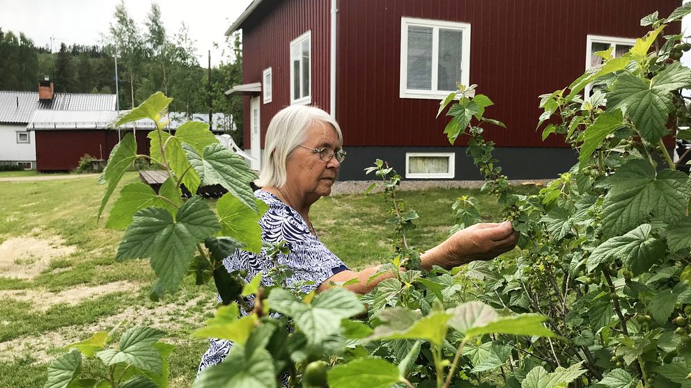 Astrid Ingegerd Gröning känner på några omogna svarta vinbär som växer från en buske.