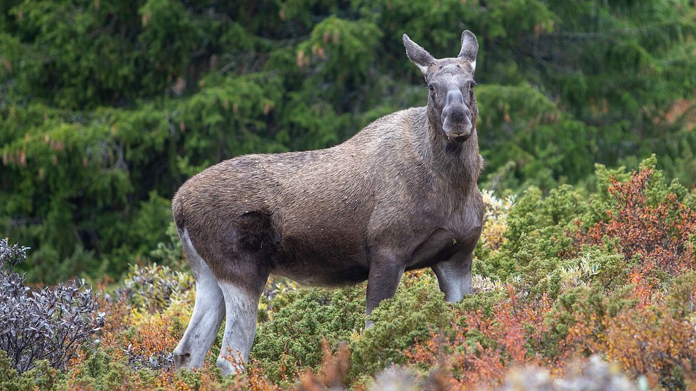 En älgkalv tittar mot kameran från skogen