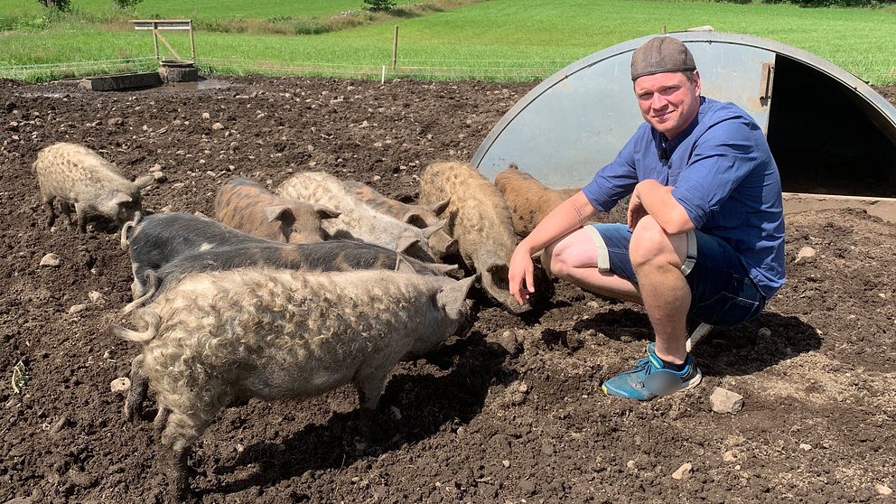 Richard Näslin har haft en gård utanför Köinge i cirka 10 år. Där föder han bland annat upp linderödssvin och ungerska ullsvin.