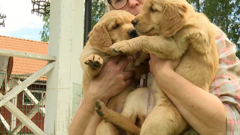 En kvinna håller upp två golden retriever-valpar