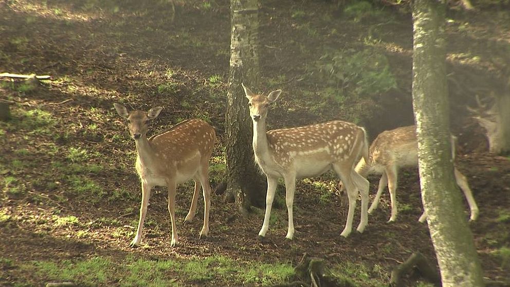 tre dovhjortar i skogsdunge