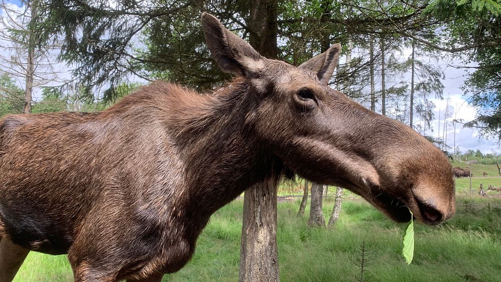 Älg på Smålandet i Markaryd.