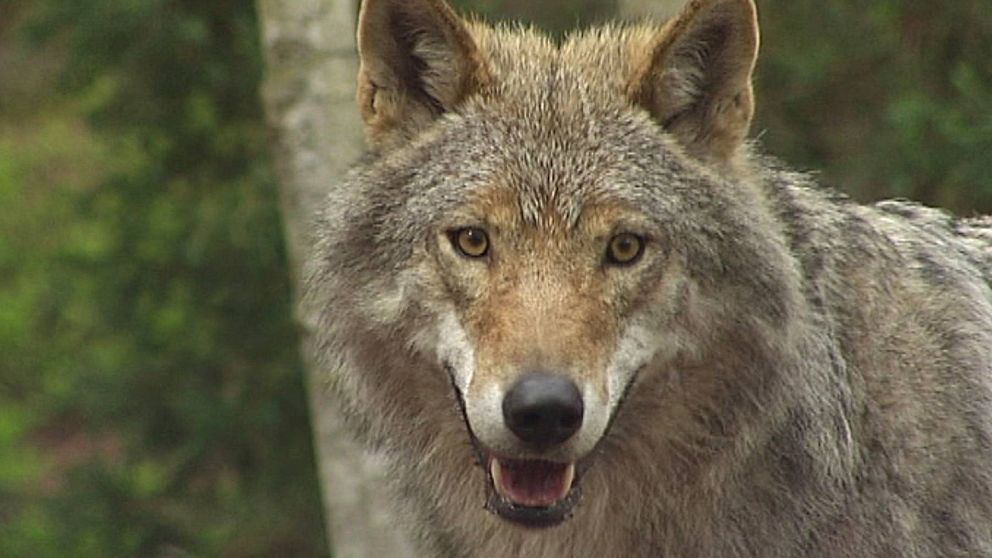 Varg blickar in ut ur bilden med öppen mun. I Bakgrunden en skog.