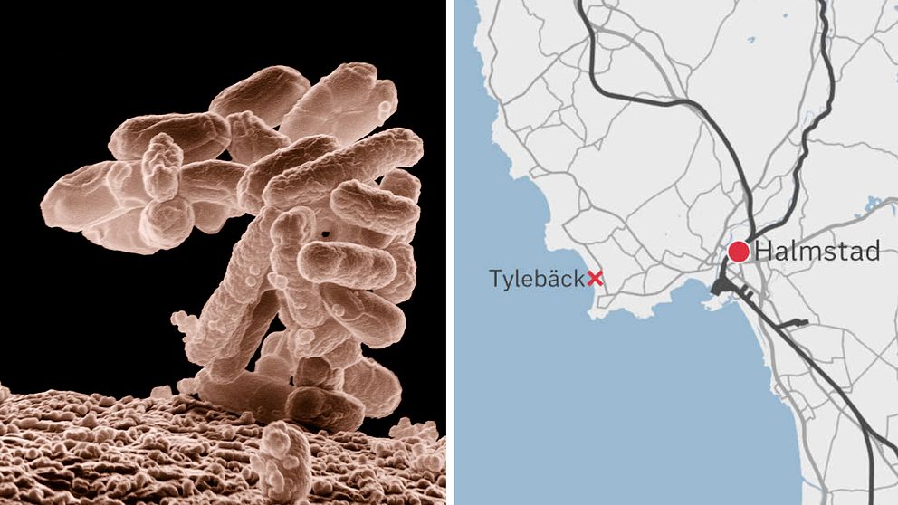 Till vänster tarmbakterier sett i partikelform, till höger en kartbild som visar Tylebäck, där kommunen hittat tarmbakterier.