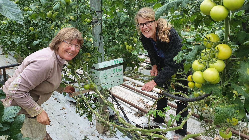 Tomatodlare Louise Vrethem och hummelodlare Elisabeth Weidel