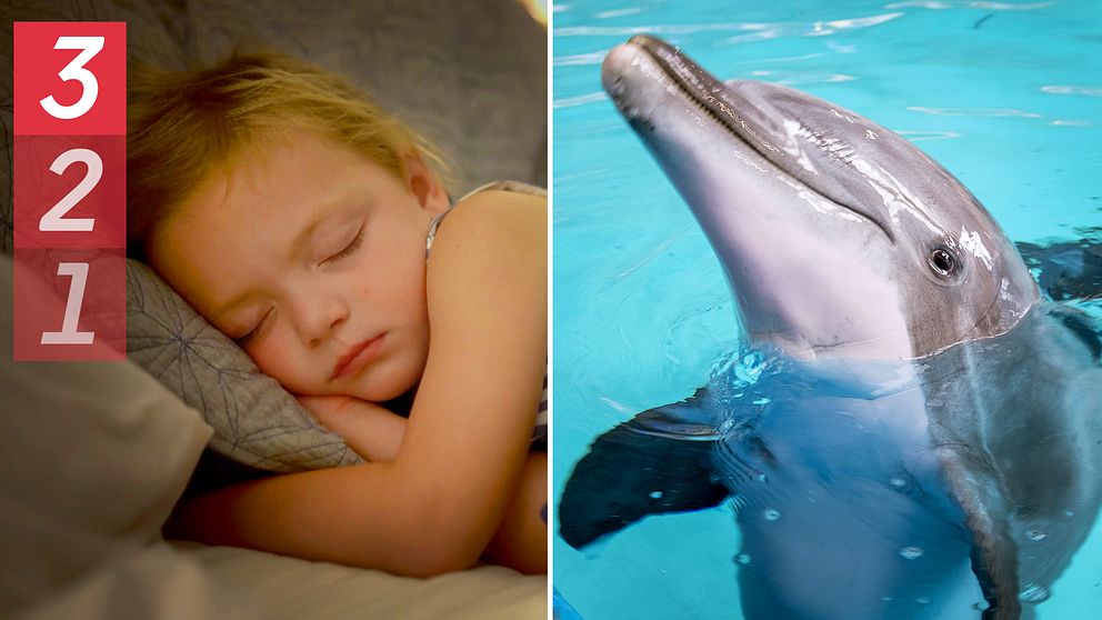 En bild på ett sovande barn och en bild på en delfin