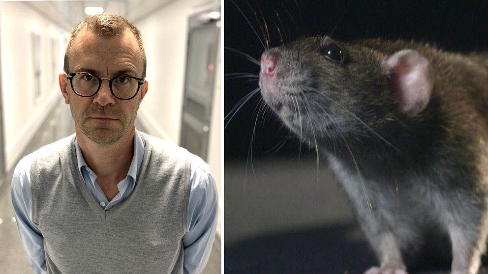Magnus Johansson, som är divisionschef och överläkare på Region Sörmland, menar att de flesta råttbetten på människor orsakas av tamråttor.