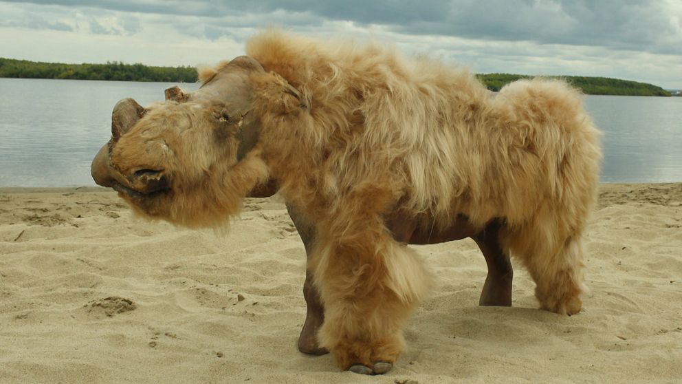 Så tros den ullhåriga noshörning ha sett ut när den fanns på jorden