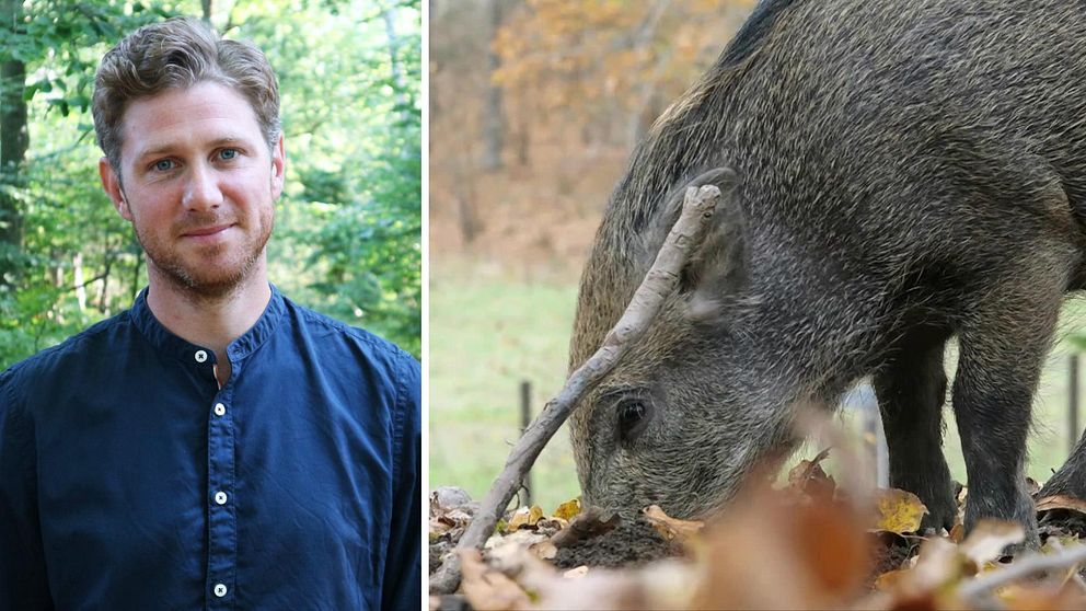 Jesper Einarsson, jaktvårdskonsulent och ett vildsvin