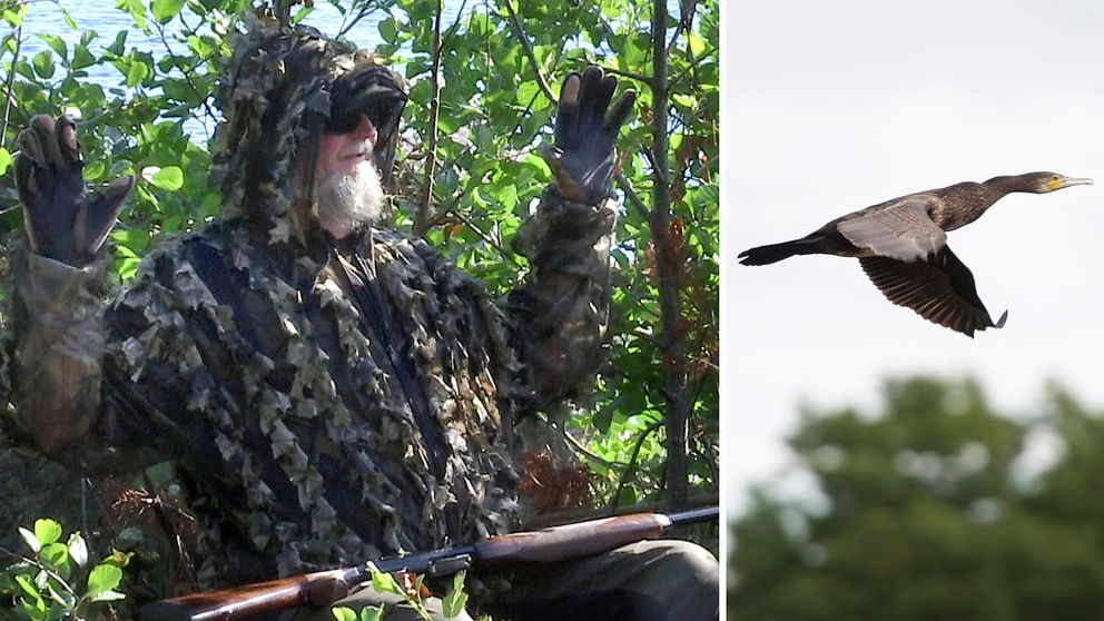 Starta klippet för att följa med jägaren Jan Källström och hans kollega ut i skärgården – där han berättar mer om hur jakten på skarv varit – och hur de jobbar.