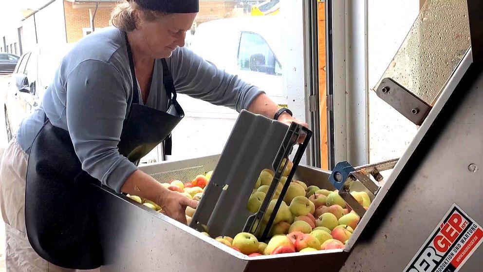 Hör musteriägaren Ulla Lindström Heidkamp svara på rapporterna om att årets äppelskörd kan vara hotad.