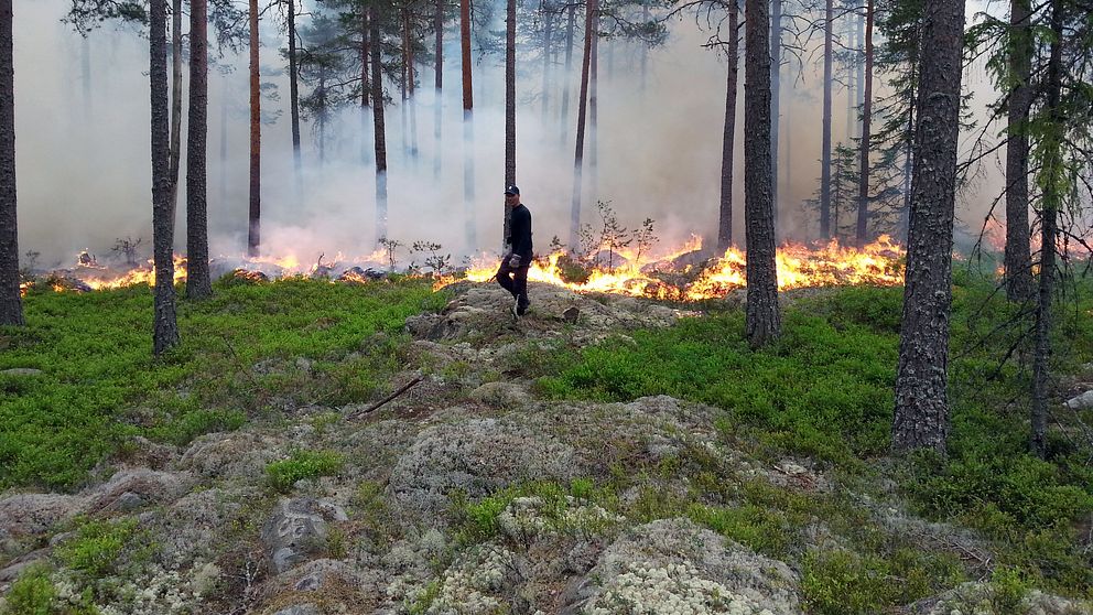 Skog brinner vid en naturvårdsbränning.