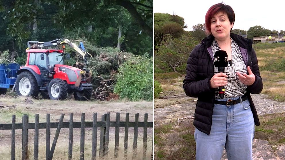 Starta klippet för att se och höra SVT Nyheters reporter Elin Schwartz berätta om fallet med den oplagliga strandskogsskövlingen i Tylösand.