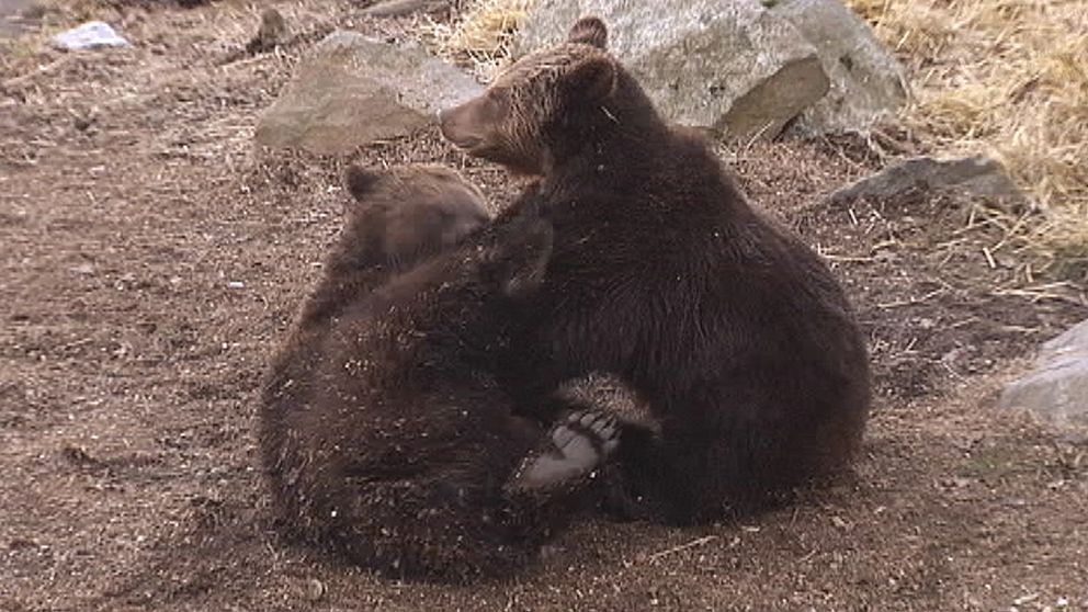Björnungarna på Skansen i Stockholm njöt av sin första dag ute i vårsolen den 12 mars.
